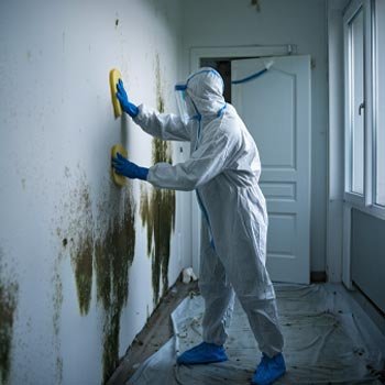 San Francisco Mold Remediation